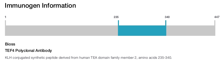 TEF4 Polyclonal Antibody