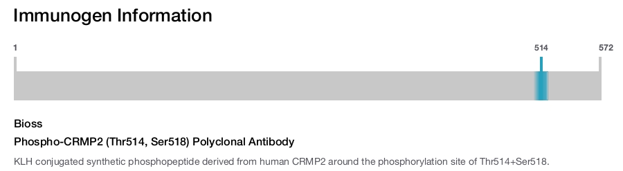 Phospho-CRMP2 (Thr514, Ser518) Polyclonal Antibody