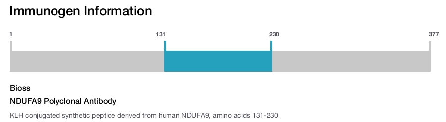 NDUFA9 Polyclonal Antibody