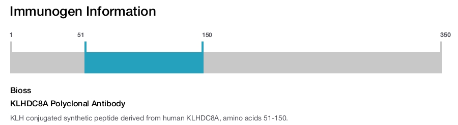 KLHDC8A Polyclonal Antibody