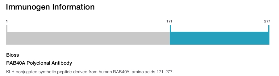 RAB40A Polyclonal Antibody