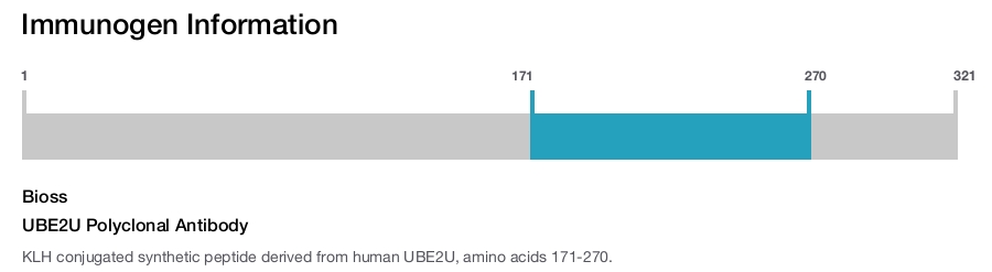 UBE2U Polyclonal Antibody