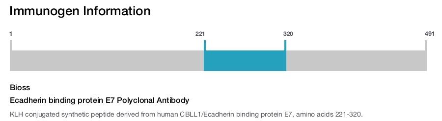 Ecadherin binding protein E7 Polyclonal Antibody