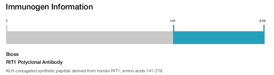 RIT1 Polyclonal Antibody