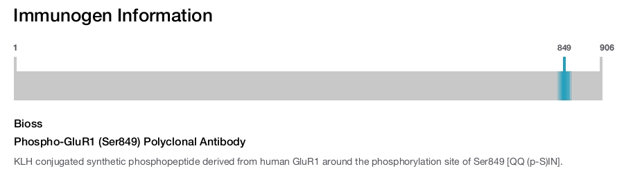 Phospho-GluR1 (Ser849) Polyclonal Antibody