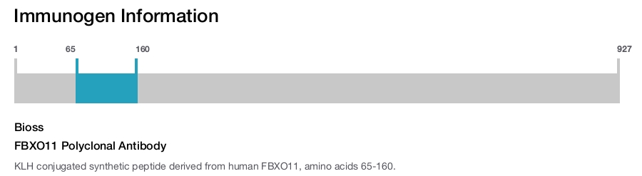 FBXO11 Polyclonal Antibody