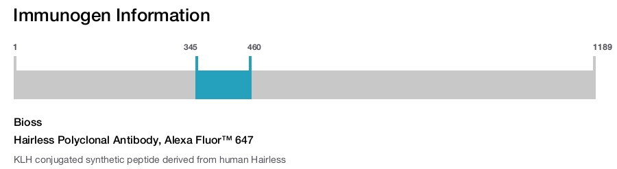 Hairless Polyclonal Antibody, Alexa Fluor&trade; 647