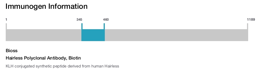 Hairless Polyclonal Antibody, Biotin
