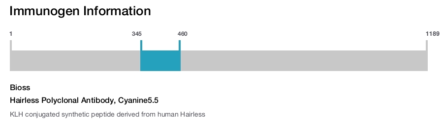 Hairless Polyclonal Antibody, Cyanine5.5