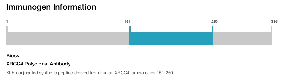XRCC4 Polyclonal Antibody