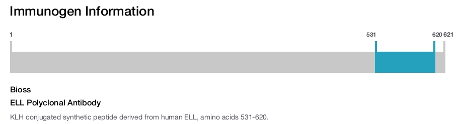 ELL Polyclonal Antibody