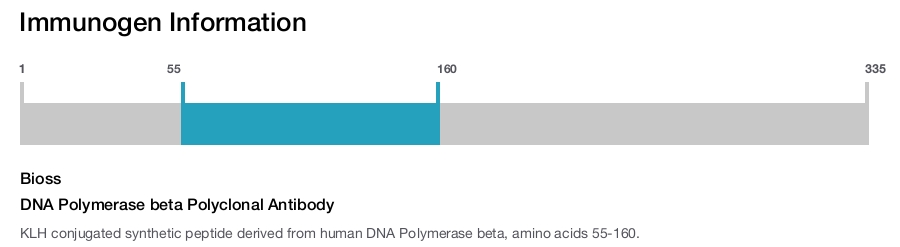 DNA Polymerase beta Polyclonal Antibody