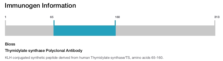 Thymidylate synthase Polyclonal Antibody