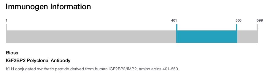 IGF2BP2 Polyclonal Antibody