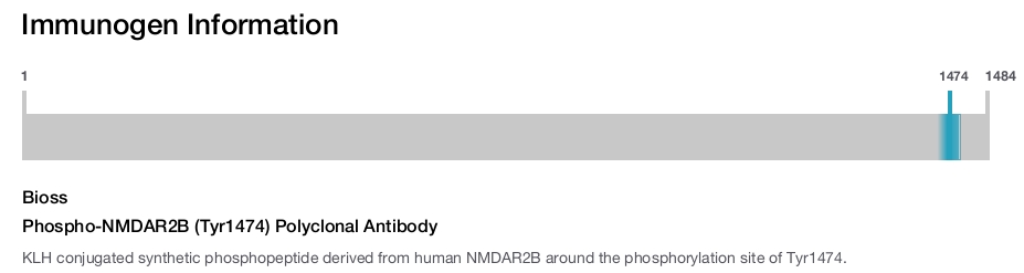 Phospho-NMDAR2B (Tyr1474) Polyclonal Antibody