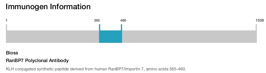RanBP7 Polyclonal Antibody