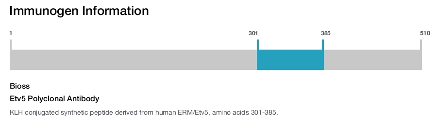 Etv5 Polyclonal Antibody