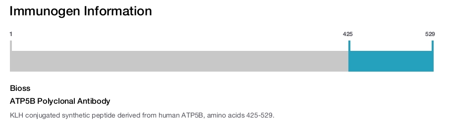 ATP5B Polyclonal Antibody