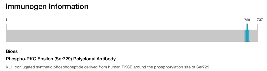 Phospho-PKC Epsilon (Ser729) Polyclonal Antibody