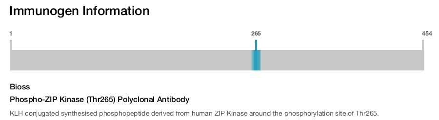 Phospho-ZIP Kinase (Thr265) Polyclonal Antibody