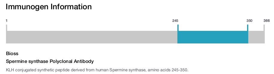 Spermine synthase Polyclonal Antibody