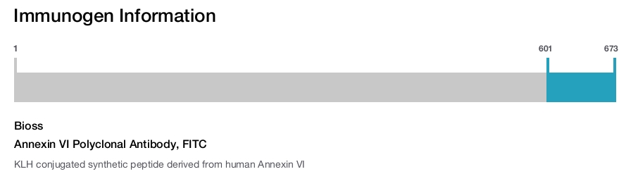 Annexin VI Polyclonal Antibody, FITC