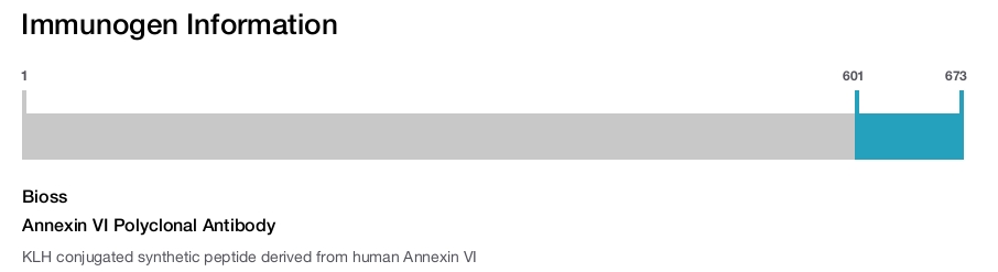 Annexin VI Polyclonal Antibody