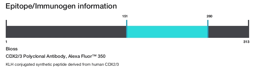 CDX2/3 Polyclonal Antibody, Alexa Fluor&trade; 350