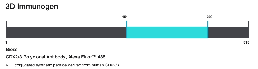 CDX2/3 Polyclonal Antibody, Alexa Fluor&trade; 488