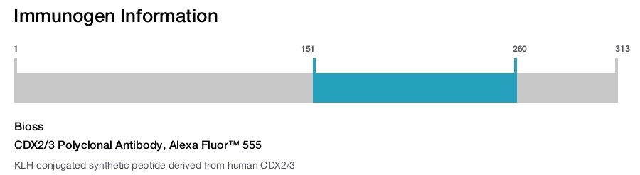 CDX2/3 Polyclonal Antibody, Alexa Fluor&trade; 555