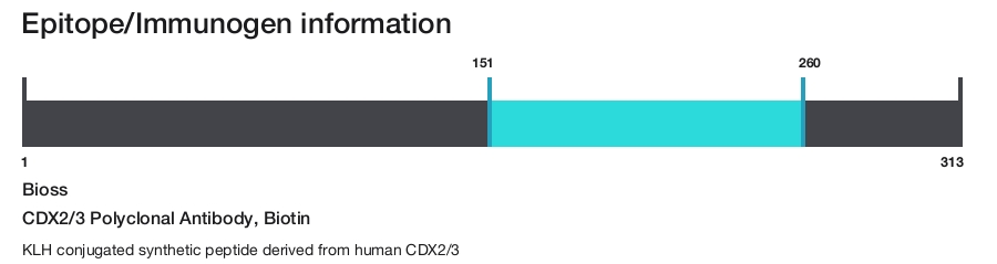 CDX2/3 Polyclonal Antibody, Biotin