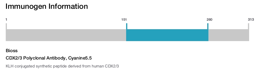 CDX2/3 Polyclonal Antibody, Cyanine5.5
