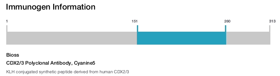 CDX2/3 Polyclonal Antibody, Cyanine5
