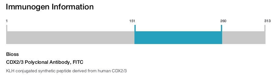 CDX2/3 Polyclonal Antibody, FITC