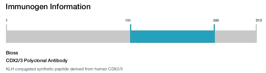 CDX2/3 Polyclonal Antibody