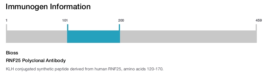 RNF25 Polyclonal Antibody