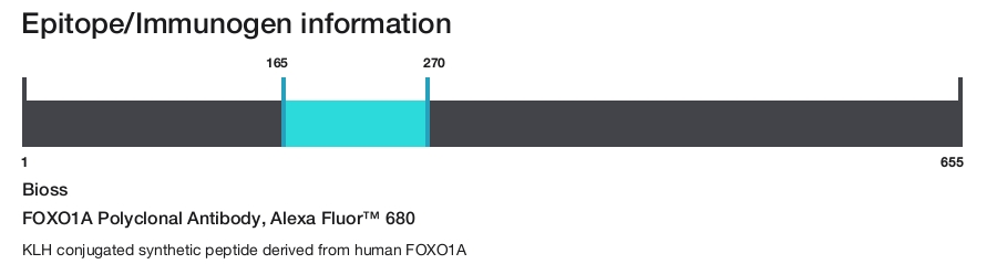 FOXO1A Polyclonal Antibody, Alexa Fluor&trade; 680