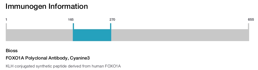 FOXO1A Polyclonal Antibody, Cyanine3