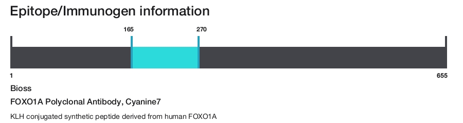 FOXO1A Polyclonal Antibody, Cyanine7