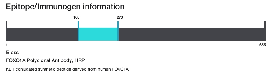 FOXO1A Polyclonal Antibody, HRP