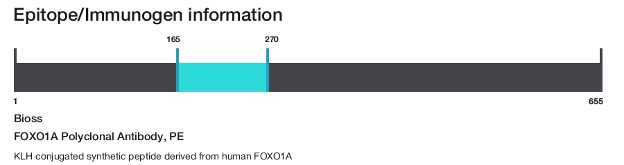 FOXO1A Polyclonal Antibody, PE