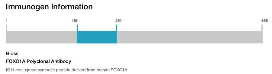 FOXO1A Polyclonal Antibody