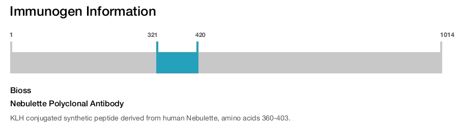 Nebulette Polyclonal Antibody