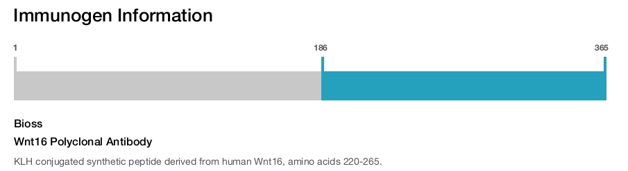 Wnt16 Polyclonal Antibody