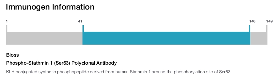 Phospho-Stathmin 1 (Ser63) Polyclonal Antibody