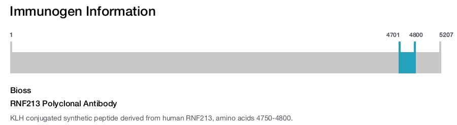 RNF213 Polyclonal Antibody