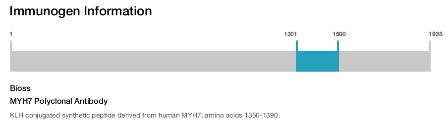 MYH7 Polyclonal Antibody
