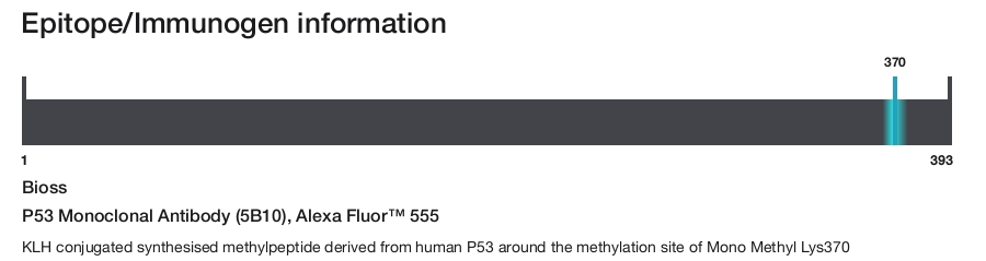 P53 Monoclonal Antibody (5B10), Alexa Fluor&trade; 555