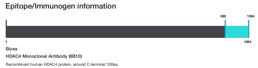 HDAC4 Monoclonal Antibody (6B10)