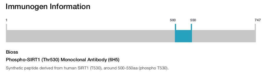 Phospho-SIRT1 (Thr530) Monoclonal Antibody (6H5)